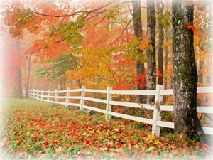 Ulster County Fall Foliage